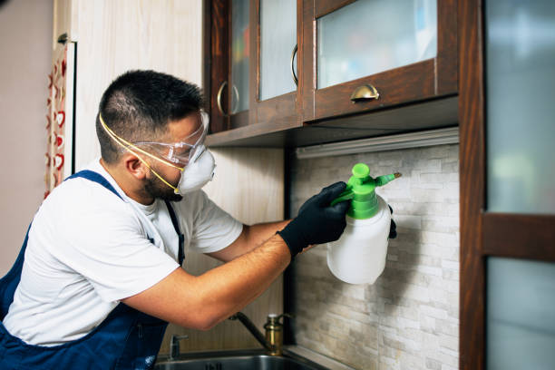 Best Termite Control Services  in Morris, IL