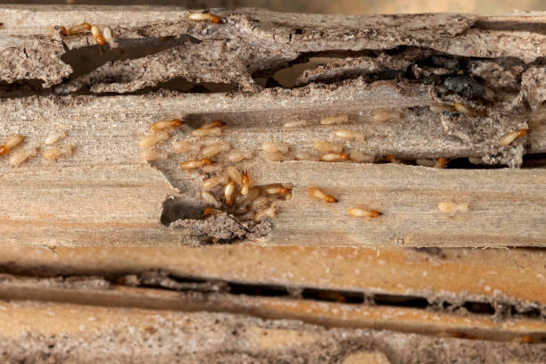 Best Pest Removal Services  in Morris, IL