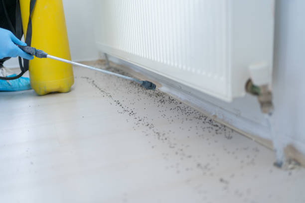 Best Insect Control  in Morris, IL