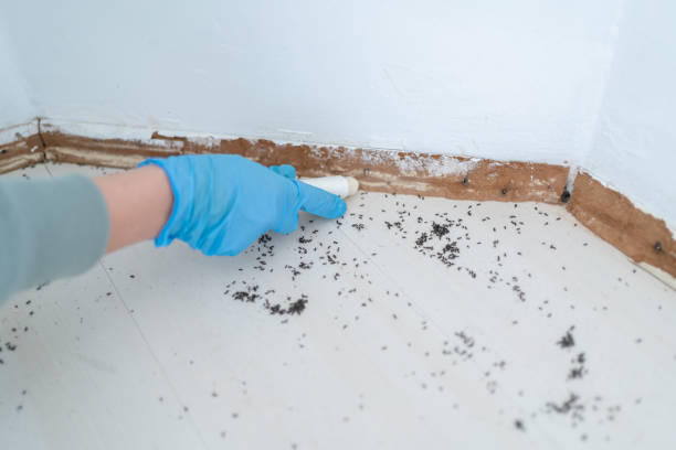 Best Ant Control Services  in Morris, IL